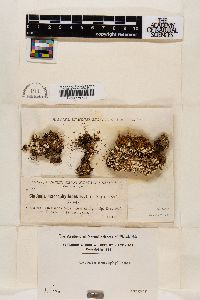 Cladonia macrophyllodes image