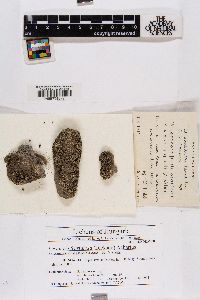 Lecanora frustulosa image