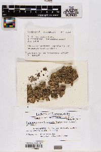Lichenoconium lecanorae image