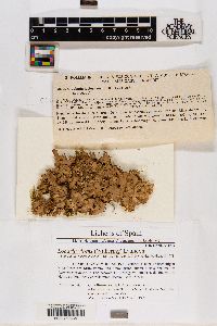 Lobaria virens image