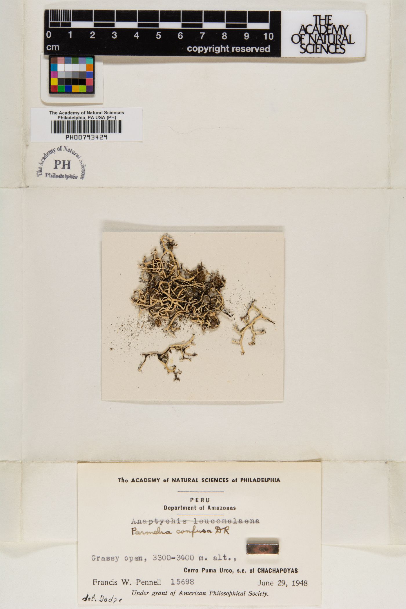 Parmelia confusa image