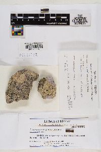 Pertusaria arizonica image