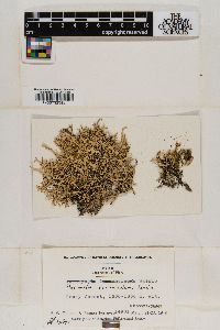 Parmelia vermicularis image