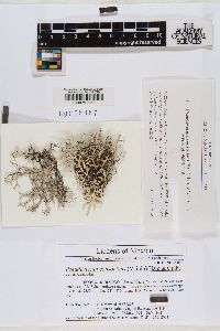 Pseudevernia consocians image