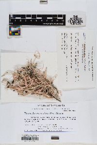 Thamnolia vermicularis image
