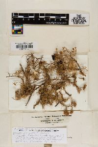 Usnea erinacea image