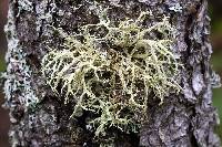 Evernia mesomorpha image