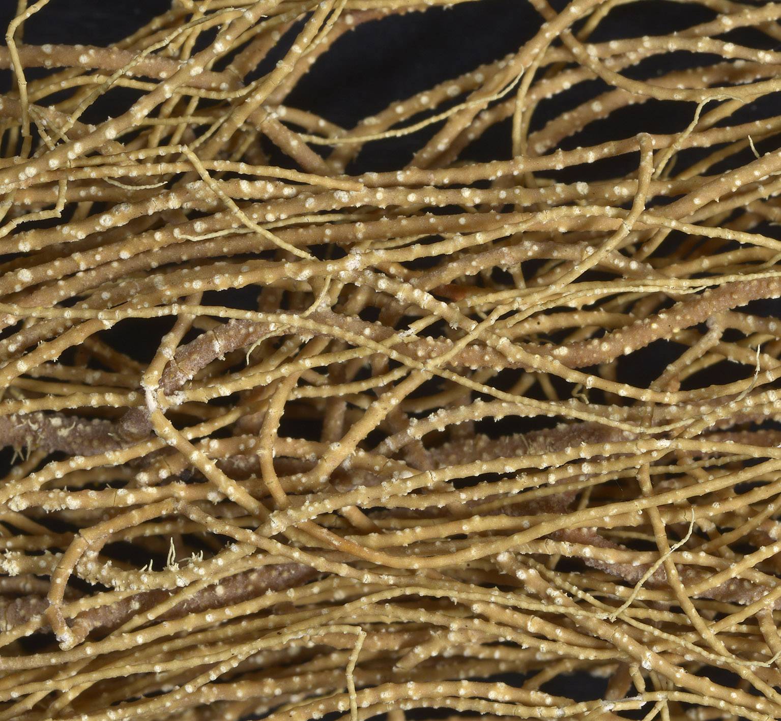 Usnea subflammea image