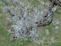 Pseudevernia cladonia image