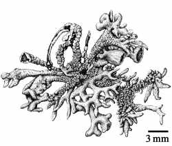 Image of Hypogymnia schizidiata