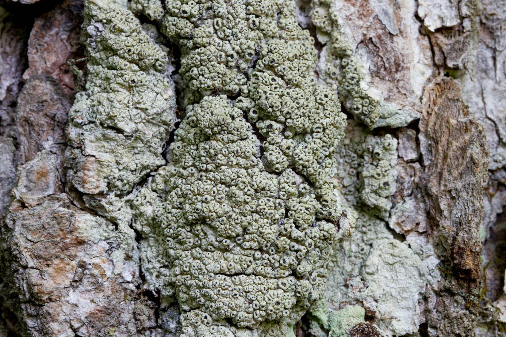 Pertusaria rubefacta image