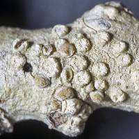 Image of Pertusaria lecanina