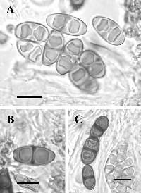 Image of Rinodina efflorescens
