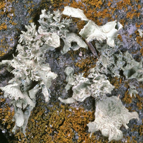 Ramalina lacera image