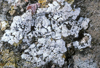 Acarospora nodulosa image