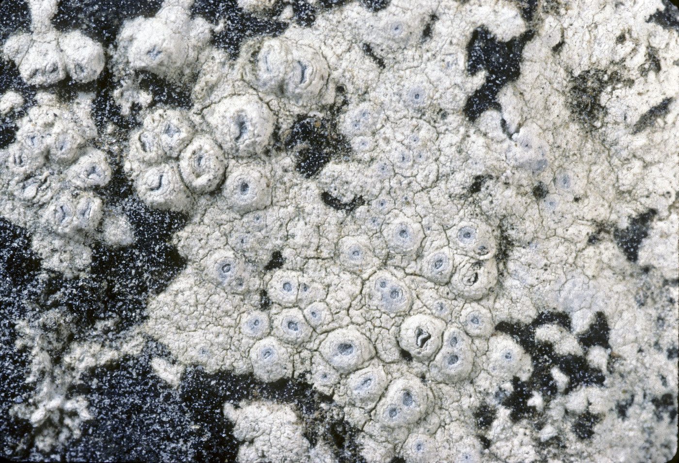 Aspicilia candida image