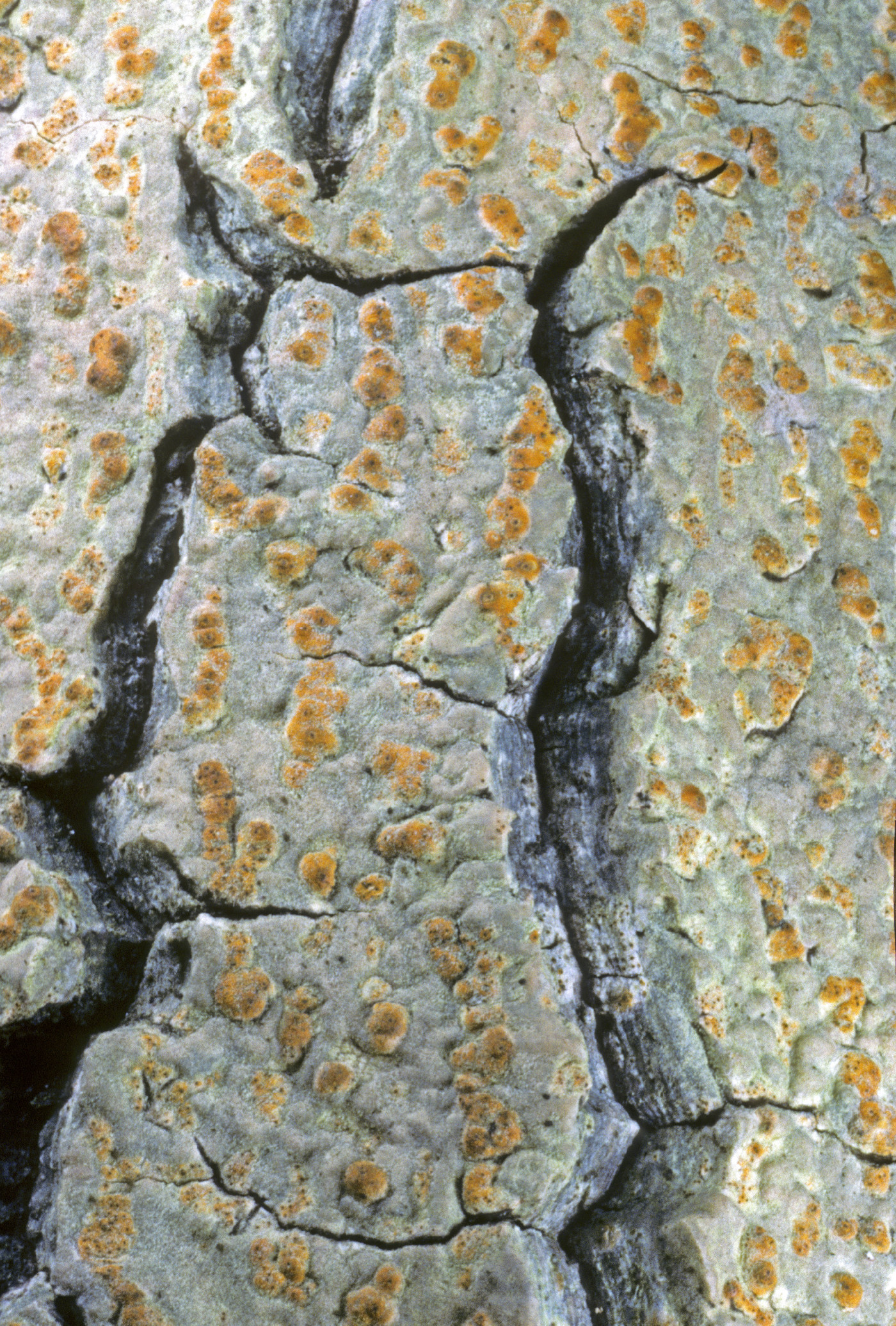 Astrothelium versicolor image