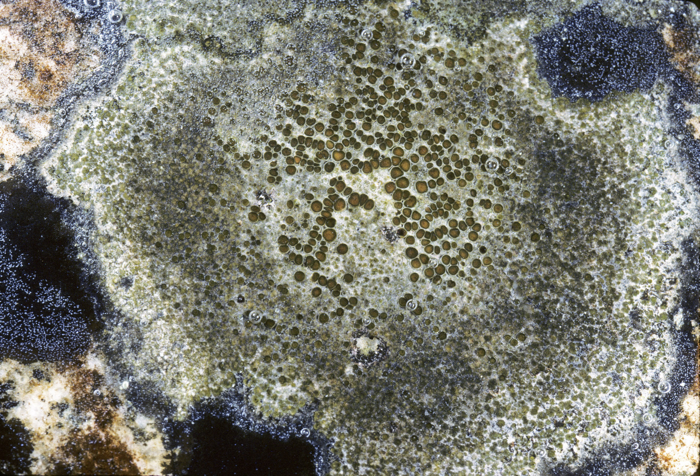 Kuettlingeria diphyodes image