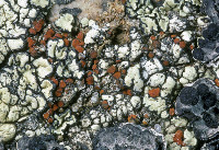 Image of Caloplaca epithallina
