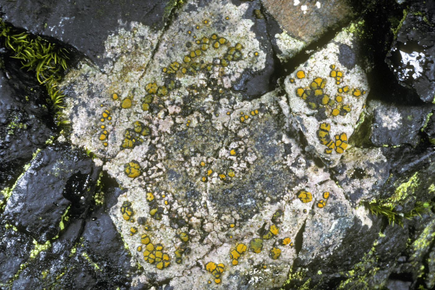 Caloplaca litoricola image