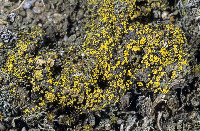 Candelariella citrina image