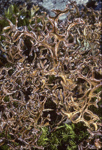Image of Cetraria laevigata