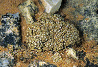 Image of Circinaria elmorei