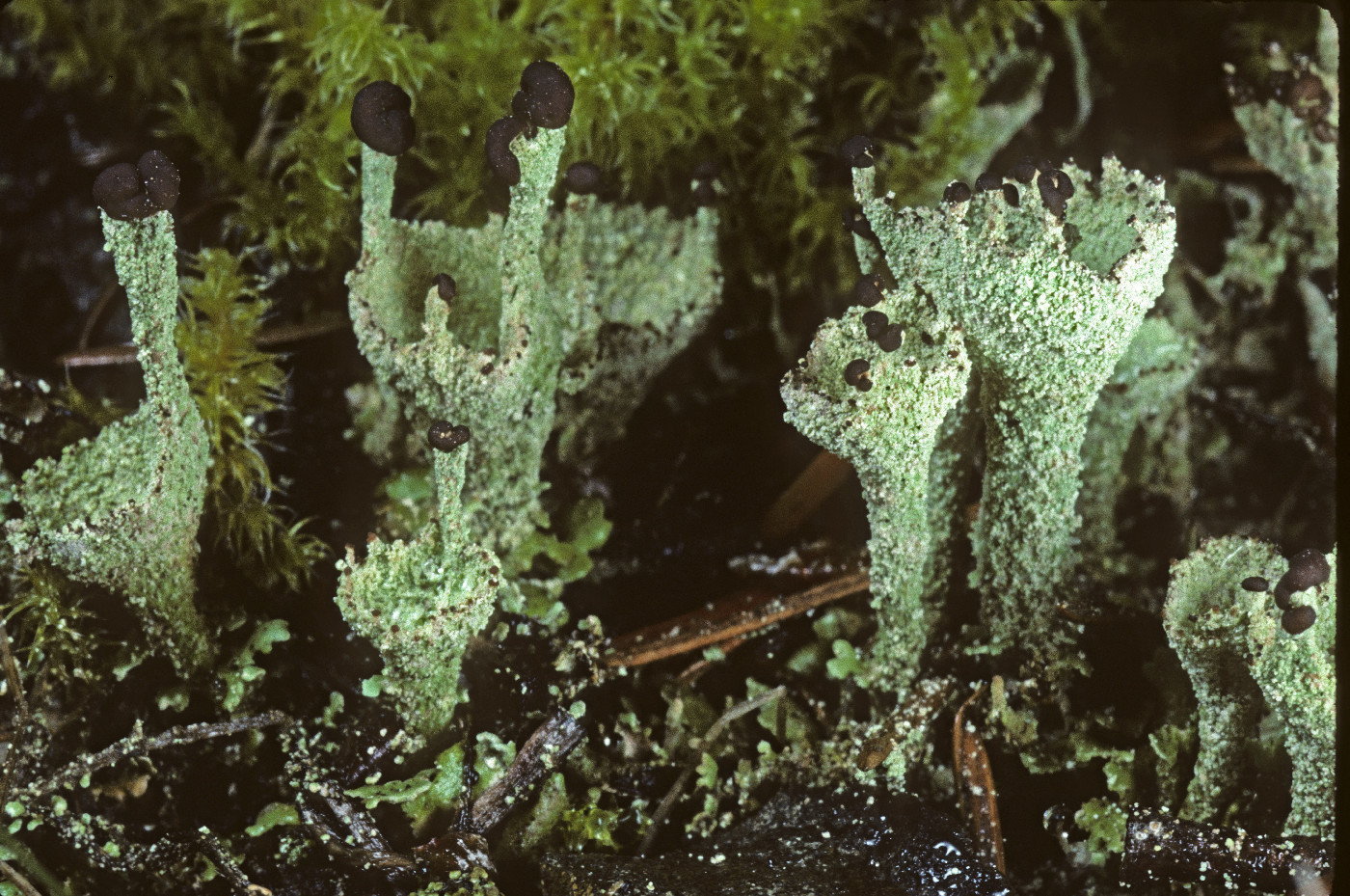 Cladonia asahinae image