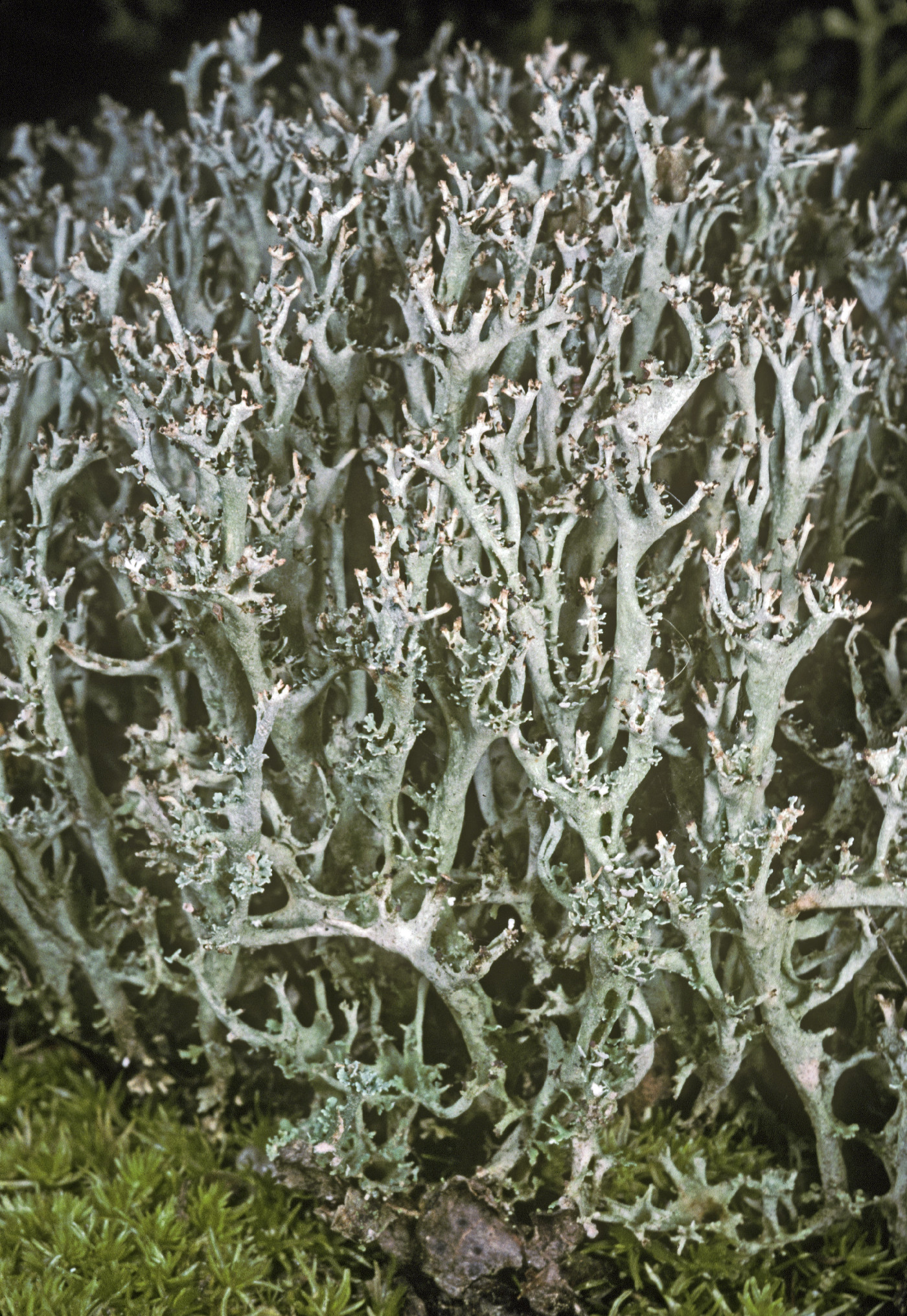 Cladonia atlantica image