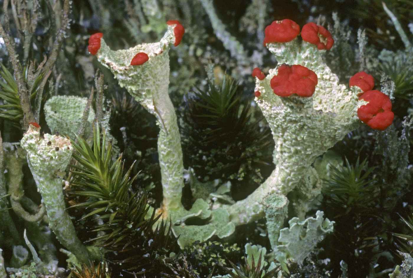 Cladonia borealis image