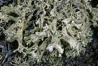 Cladonia boryi image