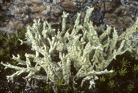 Cladonia boryi image