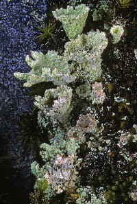 Cladonia carneola image