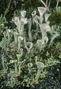 Cladonia chlorophaea image