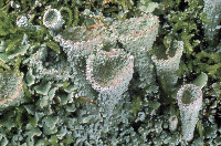 Cladonia chlorophaea image