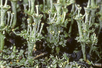 Cladonia concinna image