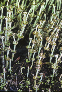 Cladonia concinna image