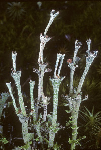 Cladonia concinna image