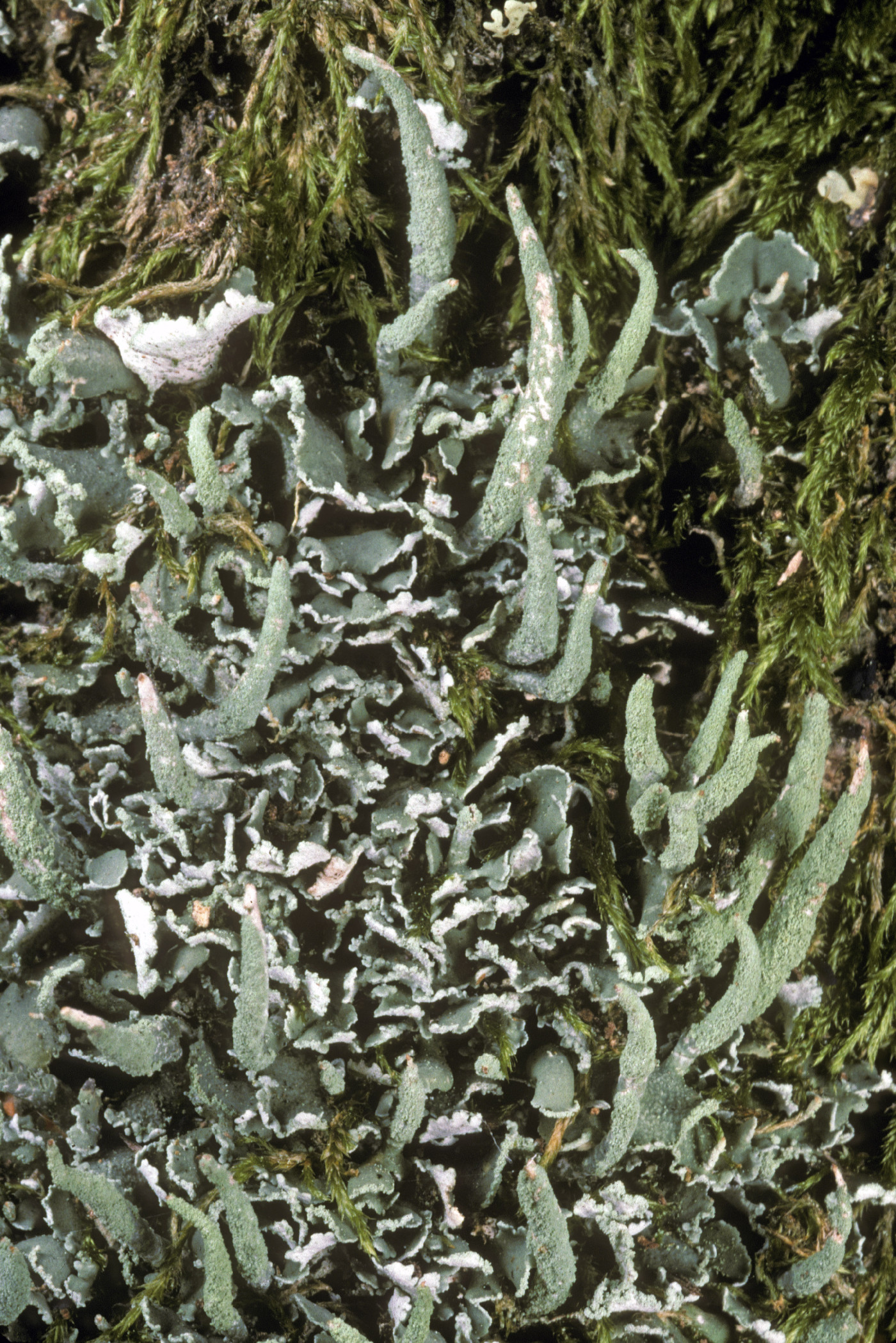 Cladonia coniocraea image