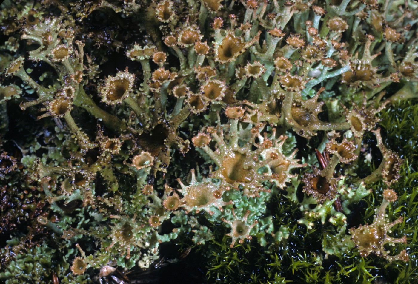 Cladonia crispata image