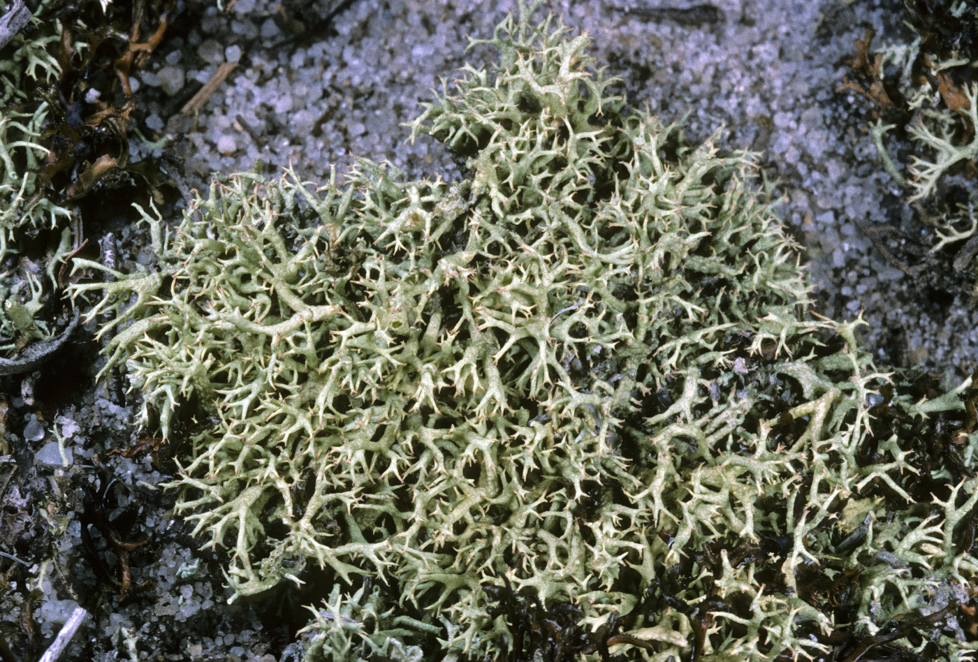 Cladonia dimorphoclada image