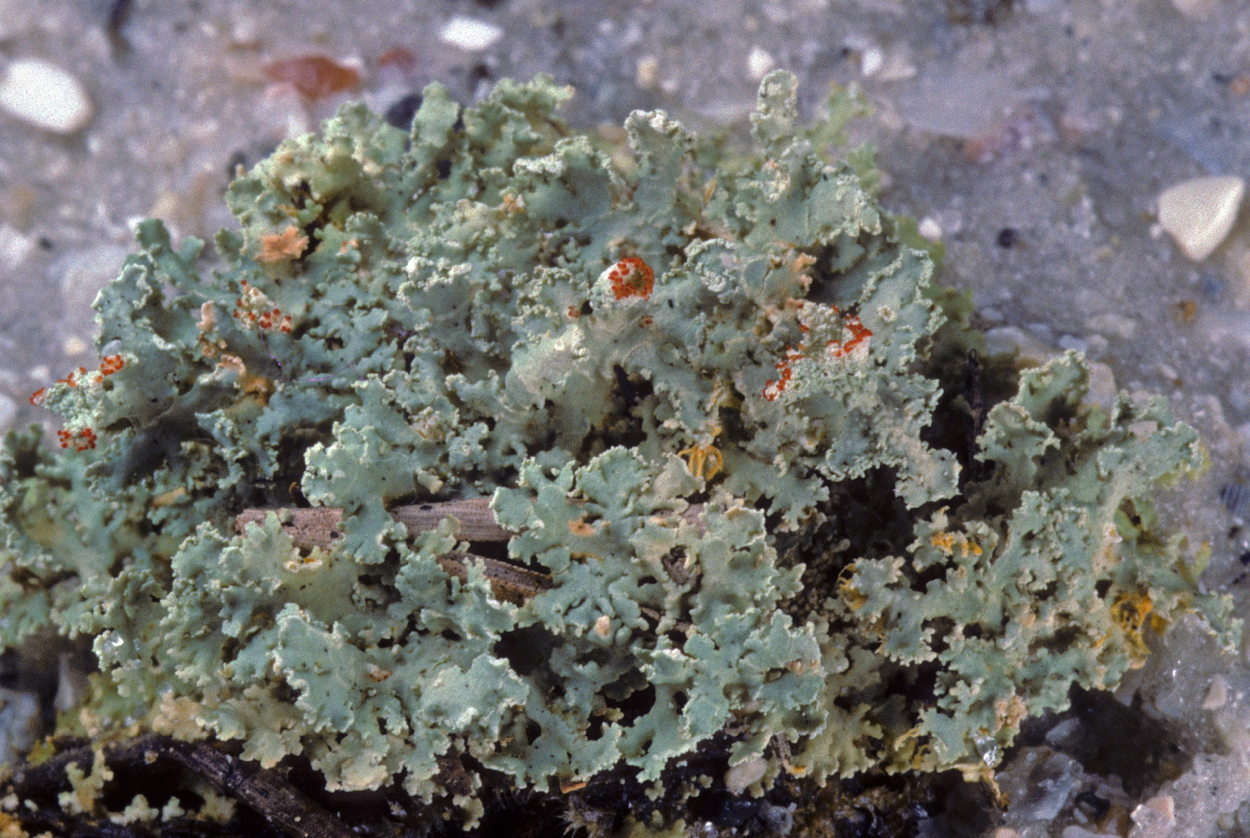 Cladonia hypoxantha image