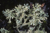 Cladonia leporina image