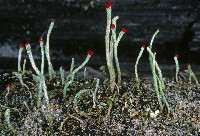 Cladonia macilenta image