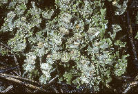 Cladonia macrophyllodes image