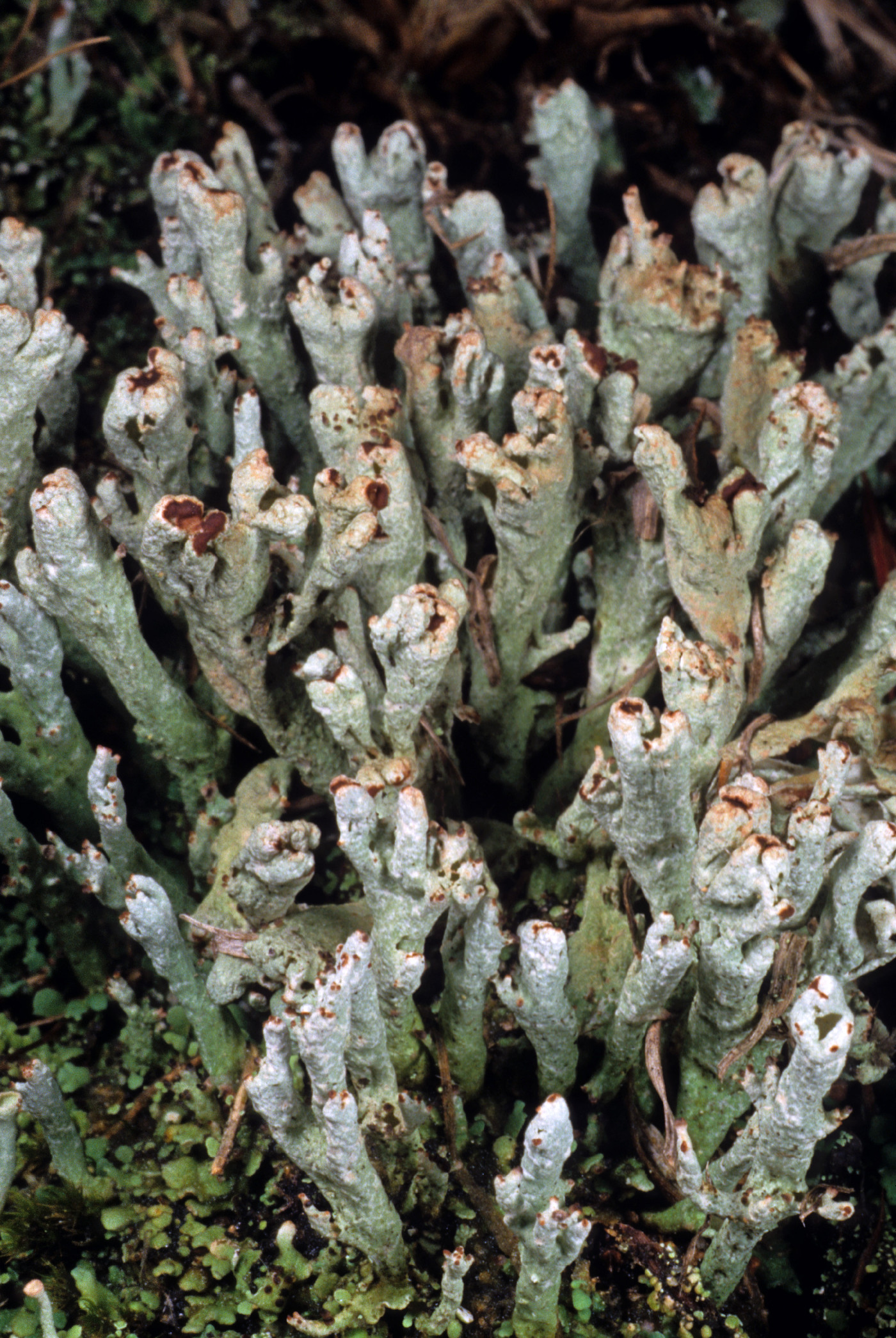 Cladonia mateocyatha image