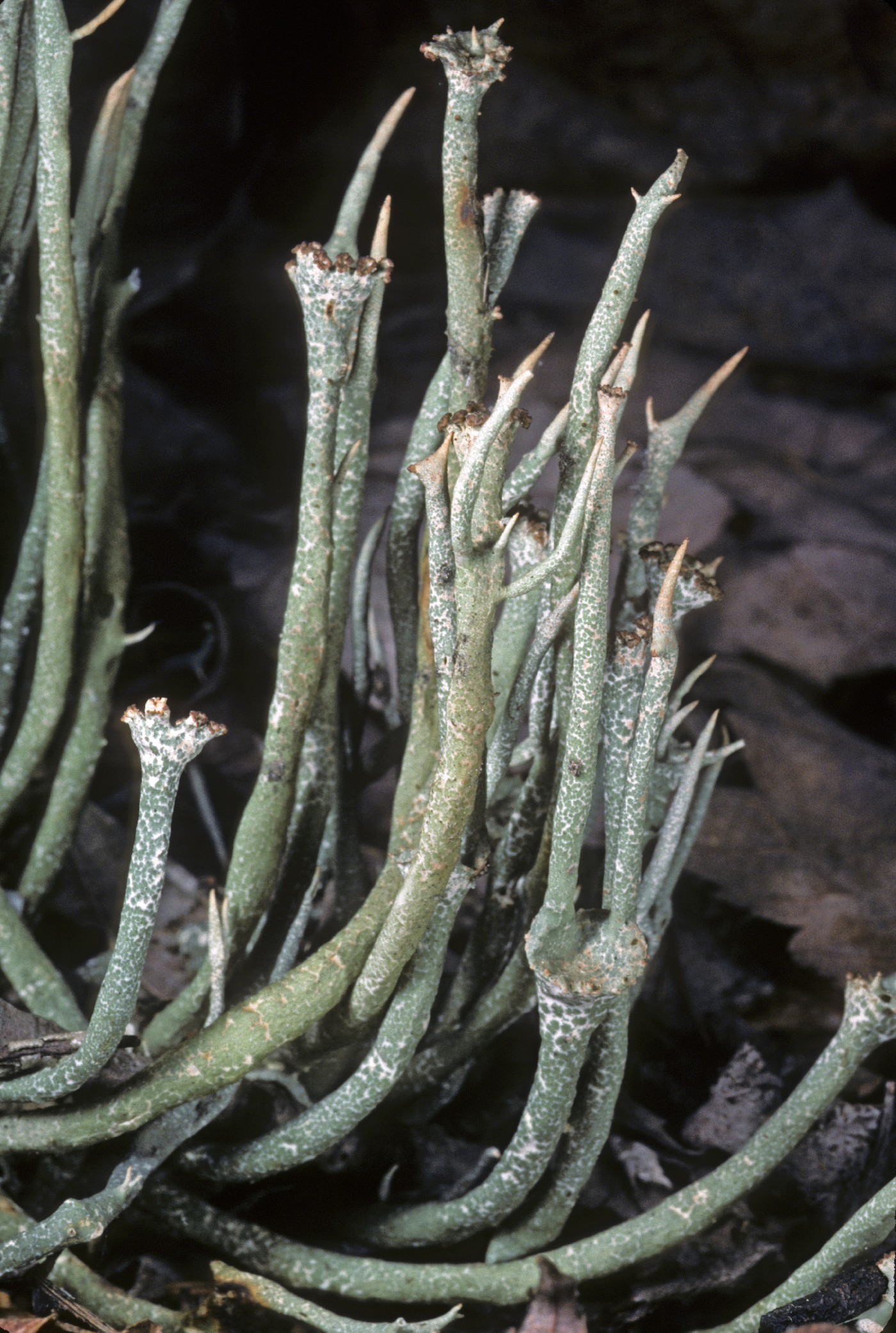 Cladonia maxima image