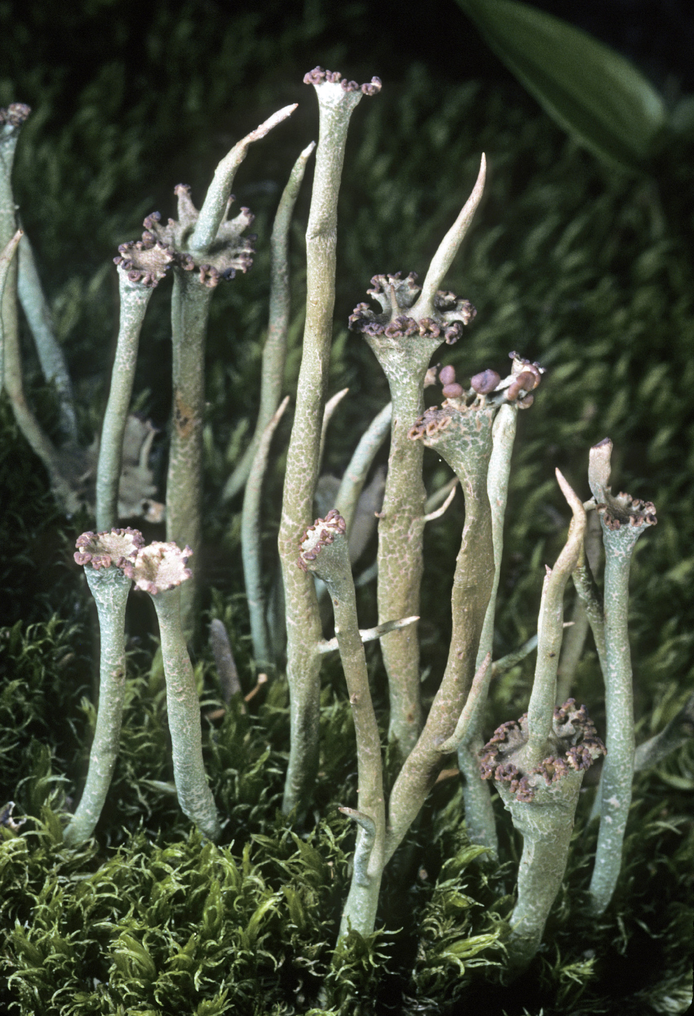 Cladonia maxima image