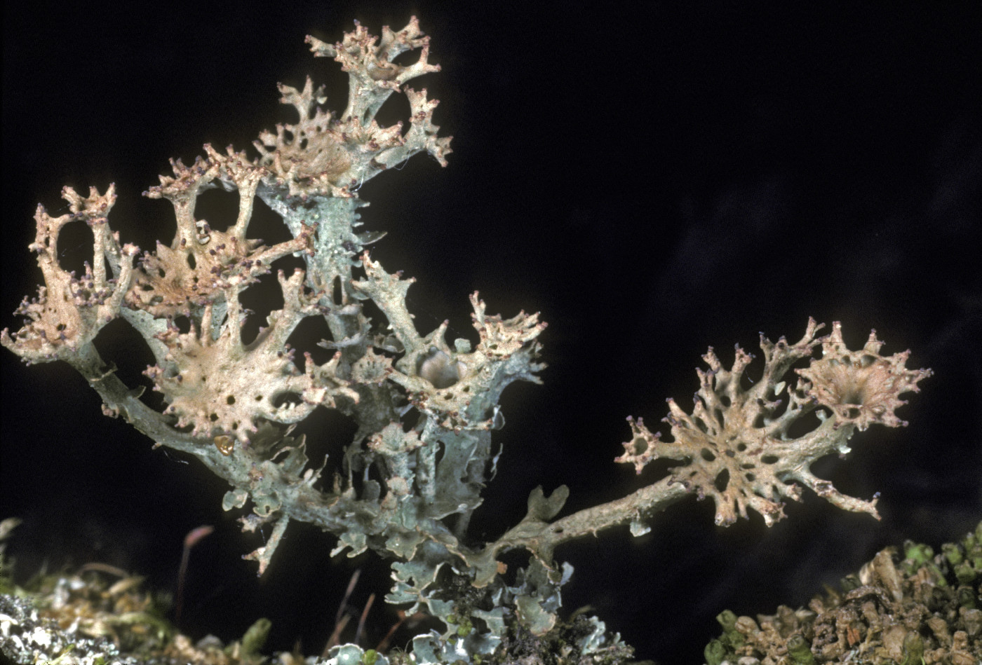 Cladonia multiformis image