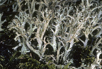 Cladonia multiformis image